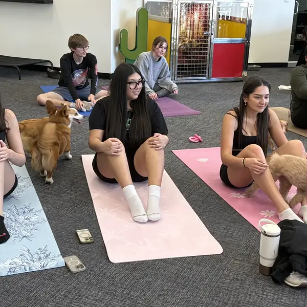 Guests enjoying puppy yoga at K9 Rox Club